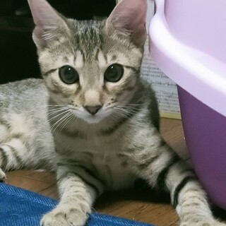 綺麗な毛並みで人懐っこいルナ君