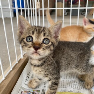 可愛いキジの男の子です