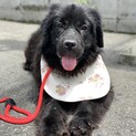 訳あり 超大型犬