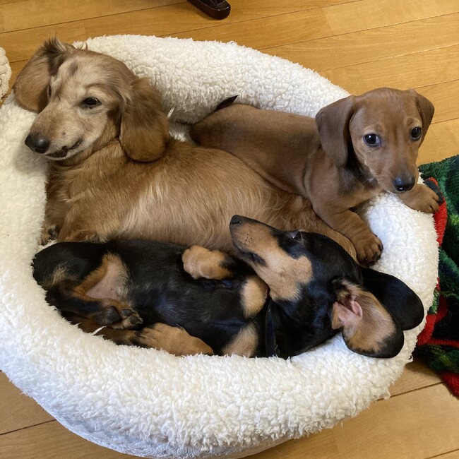 キョンキョンのおばちゃんのカバー写真
