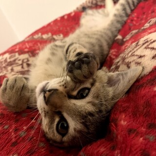 人懐っこい。好奇心旺盛