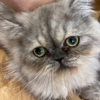 人が大好きなチンチラ♂ハチくん