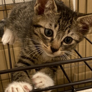 くつ下をはいた子猫　テテちゃん