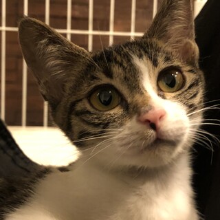 キジ白女子子猫の里親さん募集（兄猫もいます）