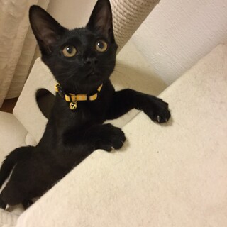 【代理投稿】黒子猫女子の里親さん募集