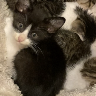 甘えん坊で元気なハチワレ子猫　トットちゃん