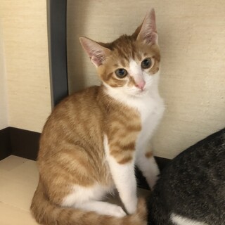 茶白男子子猫の里親さん募集（妹猫もいます）