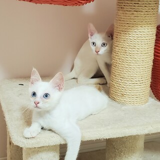 ブルーの瞳の 可愛い 白猫 兄弟