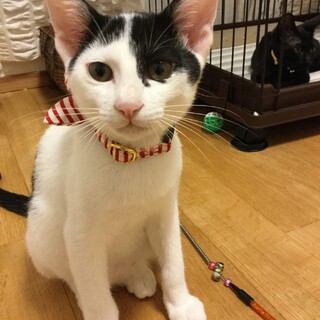 【代理投稿】ユニーク柄男子の仔猫里親募集