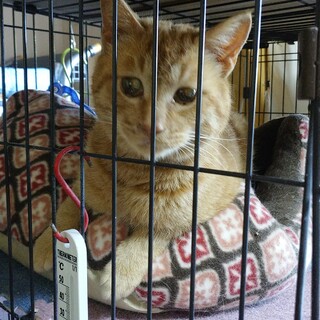 茶トラ男の子♂ちょっと寄り目のだいず君☆