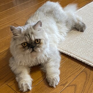 甘えん坊★マリーちゃん