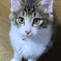 家康