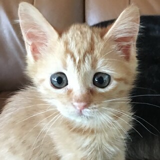 可愛い茶トラのほのかちゃん