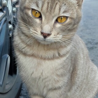 ♥無敵の可愛さ♥グレー柄のセクスィ〜「モカ」たん♥