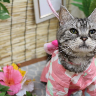 らびちゃん　推定10才