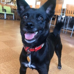 犬猫合同譲渡会 サムネイル1