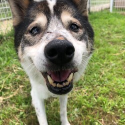 犬猫合同譲渡会 サムネイル2