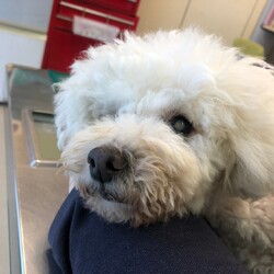 犬猫合同譲渡会 サムネイル3