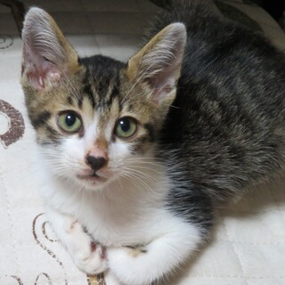 クリクリした瞳の男の子。甘えてきます。