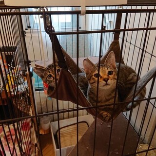 人懐っこい3ヶ月キジ兄弟