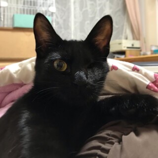 隻眼の黒猫・超甘えんぼのレグルスくん