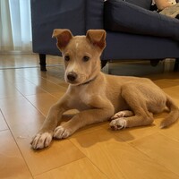 だん