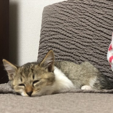 いただいてきた当日は我が家にも慣れて欲しくて1泊してもらいました。