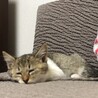 いただいてきた当日は我が家にも慣れて欲しくて1泊してもらいました。