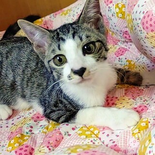 中止(ﾄﾗｲｱﾙ中)幸福を呼ぶ『幸ちゃん』
