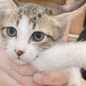 急募！　是非　猫好きな方に！