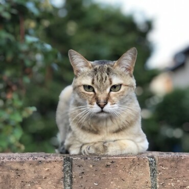 うちのお婆さん猫12歳です。ビビリでりんちゃんとは仲良くできそうにないので。両親が不在の時は私が実家に泊まってりんちゃんのお世話をすることにします。この子は外を自由にしています。