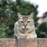 うちのお婆さん猫12歳です。ビビリでりんちゃんとは仲良くできそうにないので。両親が不在の時は私が実家に泊まってりんちゃんのお世話をすることにします。この子は外を自由にしています。
