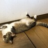 最近のりんちゃん。1歳です。2月に避妊手術も無事に終わり、元気に暮らしています。子供の頃より色が濃くなりました。