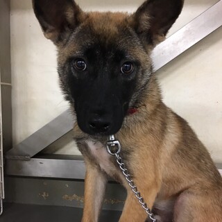 すでにイケメン、野犬少年ふなた