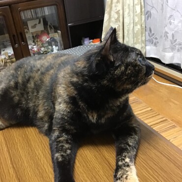 葵ちゃん、ママ、ココは無事、えさママ、ちょこママ、大丈夫かなぁ？