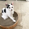 ⭐︎甘えたの白黒男子ドロップくん⭐︎