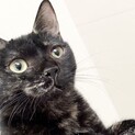 ⭐︎小さなサビ猫のタユちゃん♀⭐︎