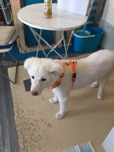 白くまのような男の子 グー君 東京都 犬の里親募集 ペットのおうち 月間利用者150万人