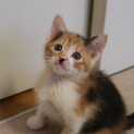 三毛猫のエミリオ　プッチちゃん