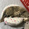 ココア