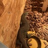 ゼニスカブト