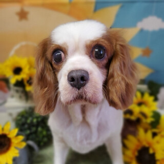 キャバリア♀5才ティコちゃん