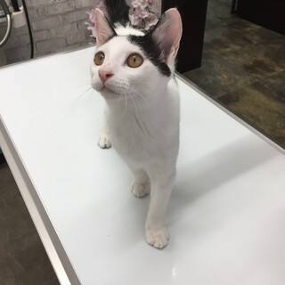 元気いっぱいウシ柄可愛い男の子