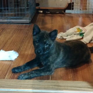 面会決定のため一旦募集停止します