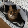 あちや