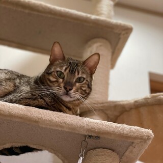 ベンガル♀4才ネネちゃん