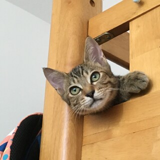 可愛い３兄妹『キィ』くん♫