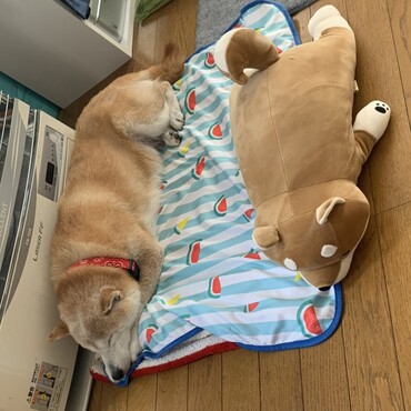 いろんなとこが…大雨だね⊙.☉みんな大丈夫？ちょここんママ…にゃんず…(ΦωΦ)