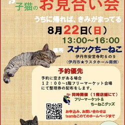 ふれあい子猫のお見合い会