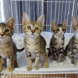 【動画】目の治療を頑張った４兄妹